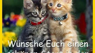 Bilder Von Guten Morgen Bilder Mit Tieren Kostenlos