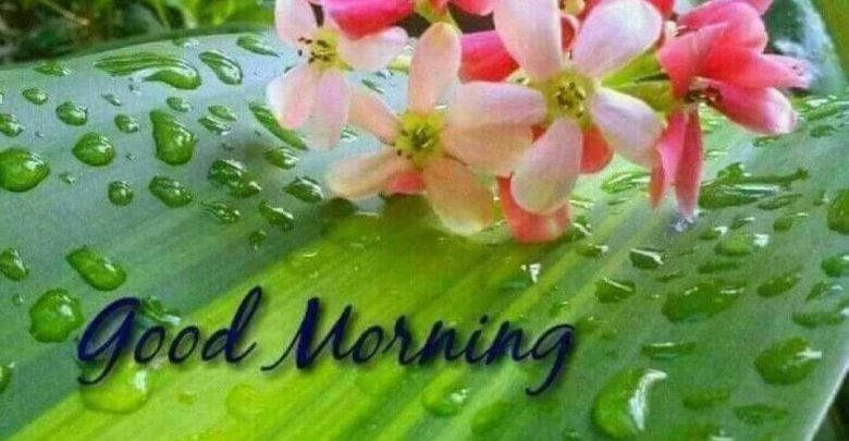 Rose good morning photos Greetings Images