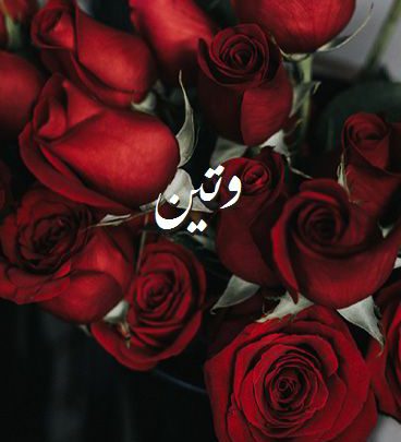 صور اسم وتين صور رومانسية بالورد imagez